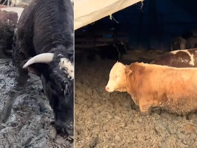 Kurban Bayramı Öncesi Hayvanlara Yapılan Kötü Muamele İfşa Oldu