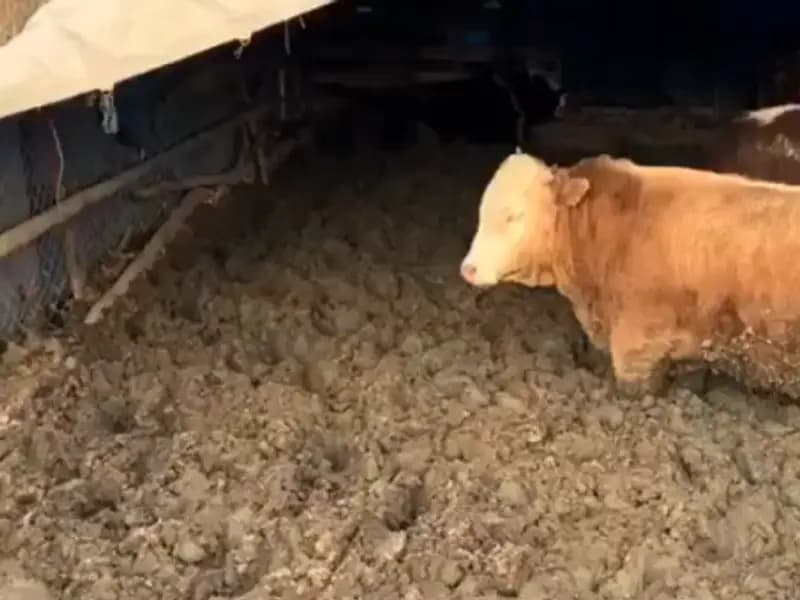 Çorum'daki Hayvan Refahı İhlali İçin İdari Ceza Uygulandı