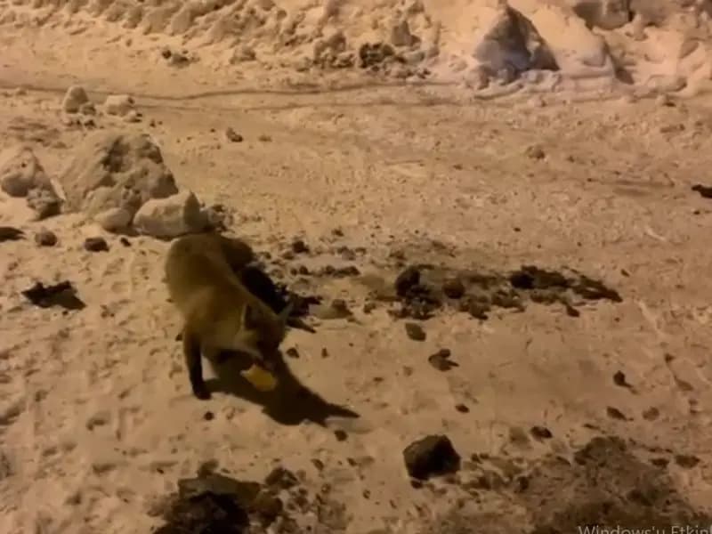 Çataldere'de Aç Kalan Tilkiyi Her Akşam Besliyorlar