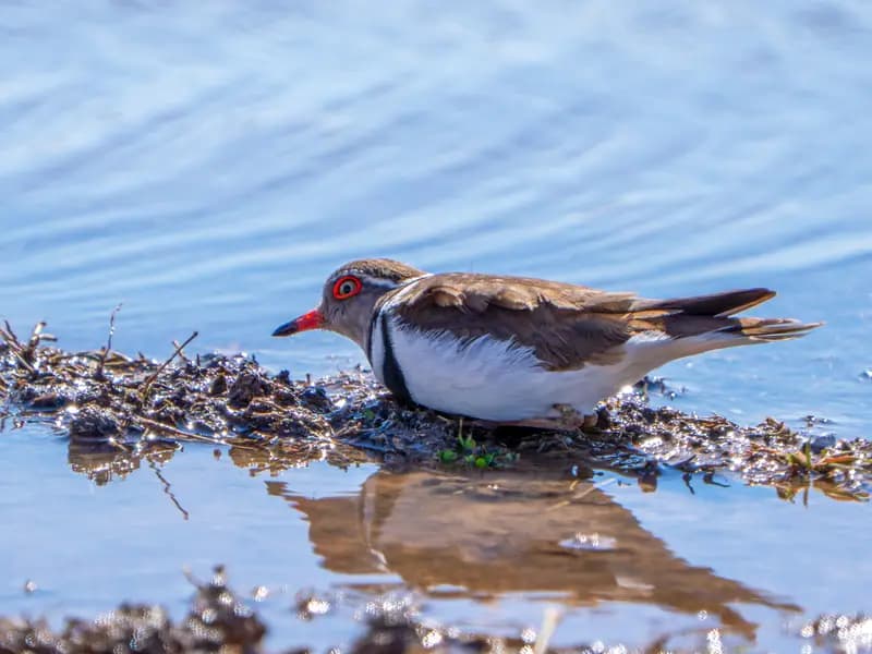 Gaziantep'te Türkiye'nin 504. Kuş Türü: Takkeli Cılıbıt