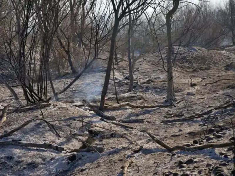 Osmaniye Kuş Cenneti'nde Yangın: Doğa Alev Alev!