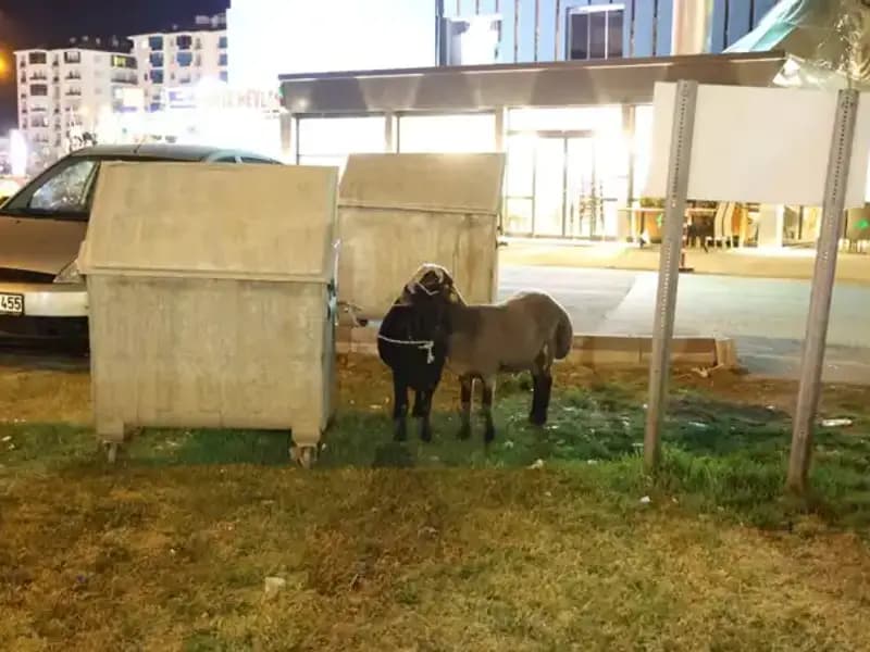 Yola Düşen "Mor Karaman" Koyunları İhmal Edildi: Çiftçi ve Hayvanseverler Endişeli