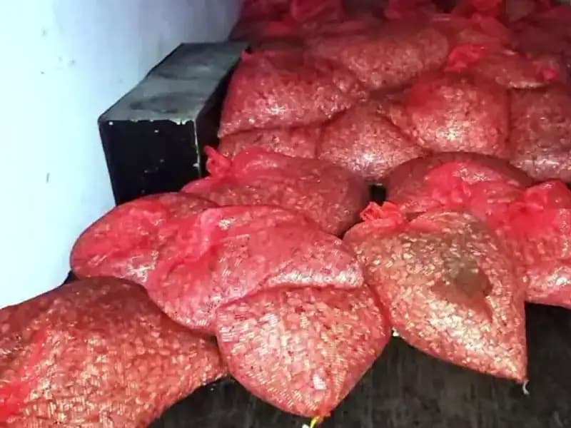 Samsun'da 1,5 Ton Kaçak Midye Operasyonu: Sağlık ve Güvenlik Tehlikesi