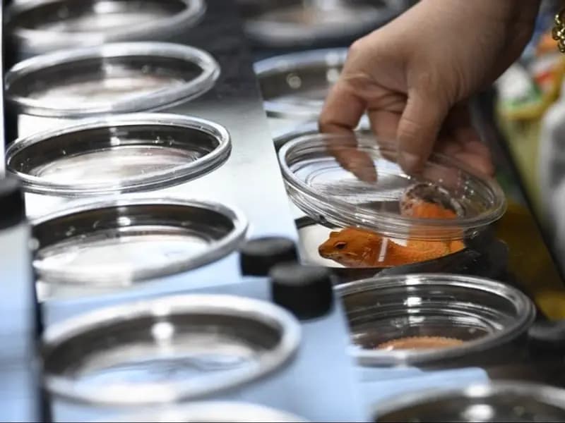 Pekin'deki Evcil Hayvan Fuarında Egzotik Hayvanlar İlgi Odağı