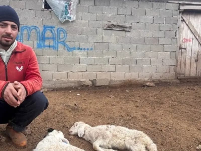 Erzincan'da Kuzu Ölümleri: Besiciler Endişeli ve Çözüm Bekliyor