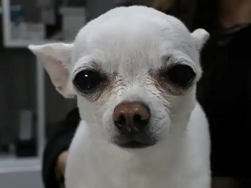 Horlayan "Mini": Sahibini Uykusuz Bırakan Sevimli Dost