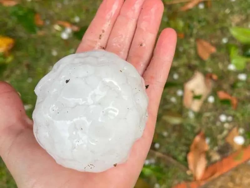 Dev dolu tanelerinin içi görüntülendi