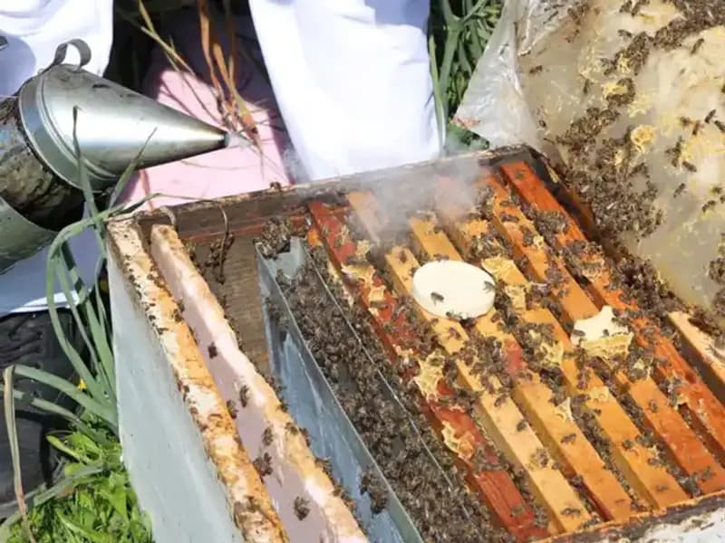 Ata Mesleği Arıcılığı Sürdüren Genç Girişimci, Yurt Dışına Sipariş Yağdırıyor