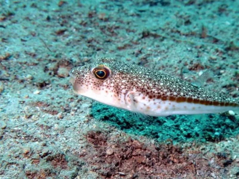 Denizlerdeki istilacı türlere yönelik TurIST projesi başlatıldı