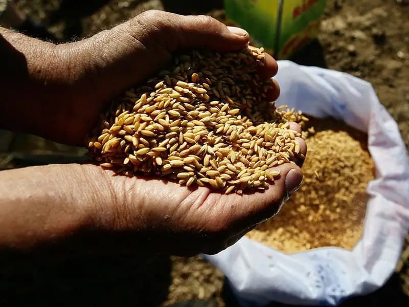 Tarım Kredi Marketlerinde Ata Tohumları Satışa Sunuluyor