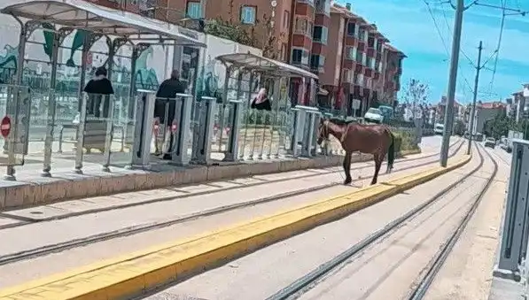 Eskişehir'de Tramvay Raylarında Görülen Ahşap Atın Sırrı!