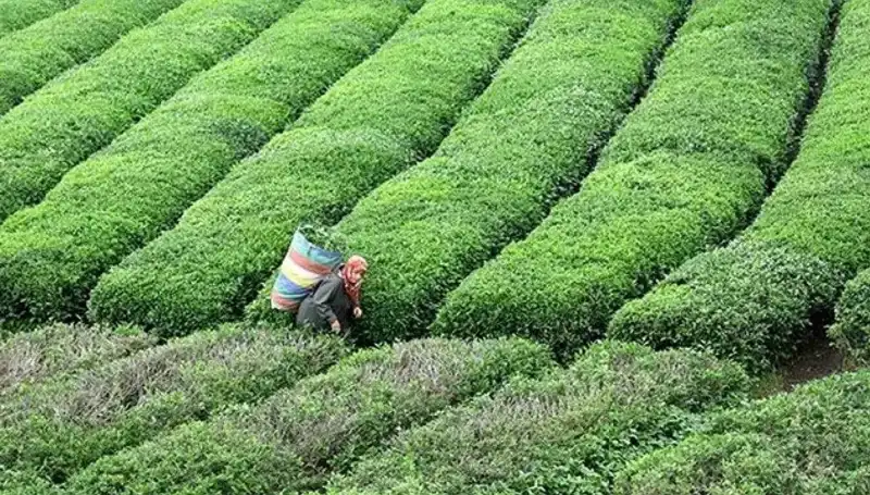 ÇAYKUR, Bayramda Yaş Çay Alımına Ara Vermeden Devam Ediyor