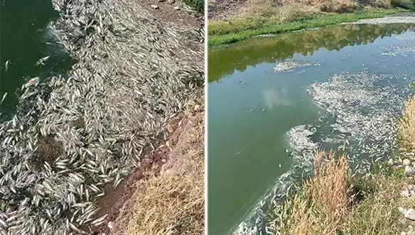 Karasu Çayı’ndaki Gizemli Balık Ölümleri: Sebepleri Araştırılıyor