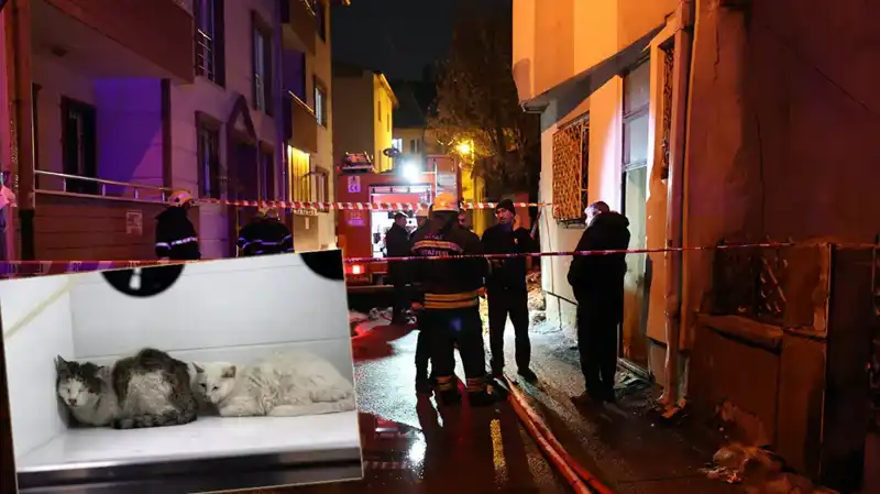 Evde Yangın Çıktı: Kalplerimizi Yakan Trajedi, 26 Kedi Hayatını Kaybetti