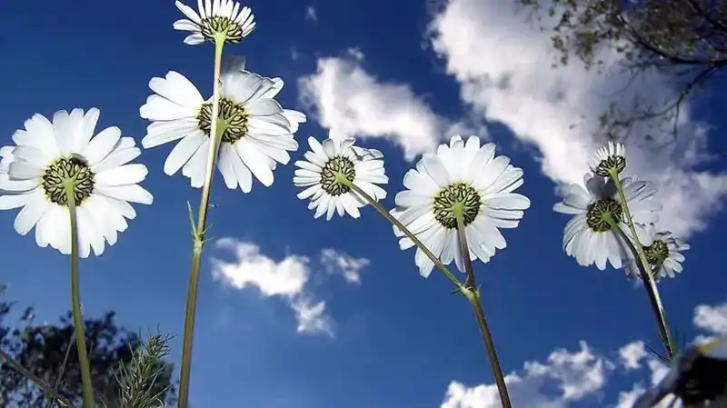 2026 Cemre Düşme Tarihleri: Yazın Gelmesi İçin Geri Sayım Başladı