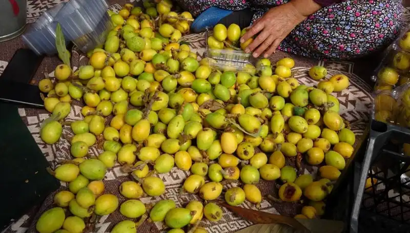 Muşmula Hasadı Başladı: Her Kilo 150 TL, Üreticiler Umutlu!