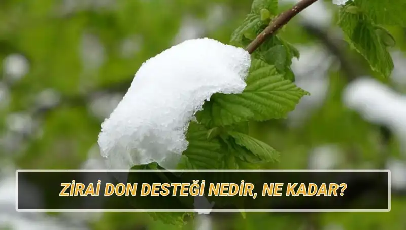 Zirai Don Desteği Açıklandı: Hangi İllere Ne Kadar Yardım Yapılacak?