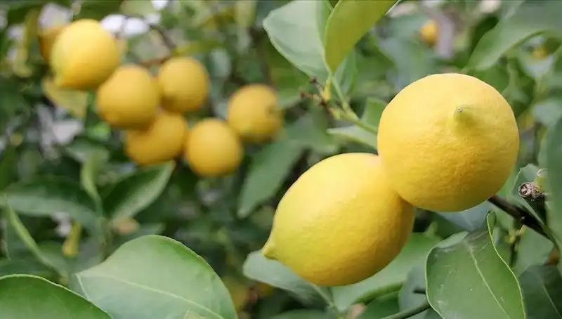 Limon Fiyatları Tavan Yaptı: Neden 24 Lira Oldu?