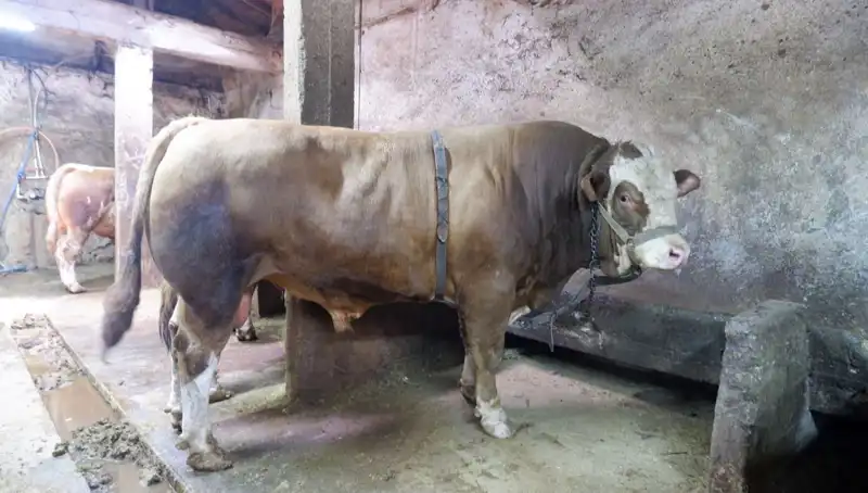 Tam 1 Ton 200 Kilo Mücevher, Alıcısını Buldu: Fiyatı Şaşırttı!