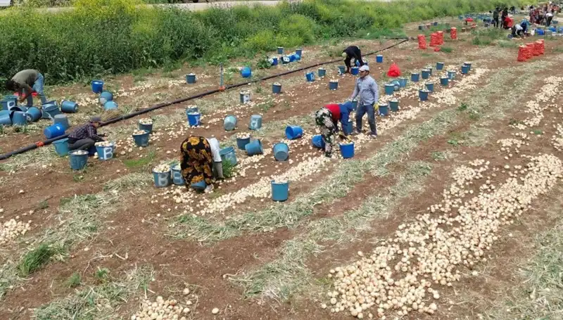 Türkiye'de Soğan Hasadı Başladı; Fiyatlar Düşüşte!