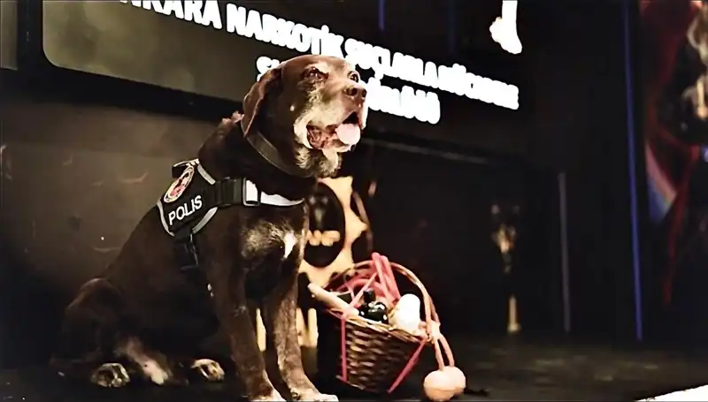 11 Yıl Sonra Emekli Olan Ankara'nın Efsane Narkotik Köpeği 'Toma'