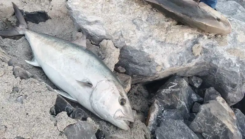 65 Kiloluk Dev Bala, Oltayla Yakalandı ve 18 Bin TL’ye Satıldı!