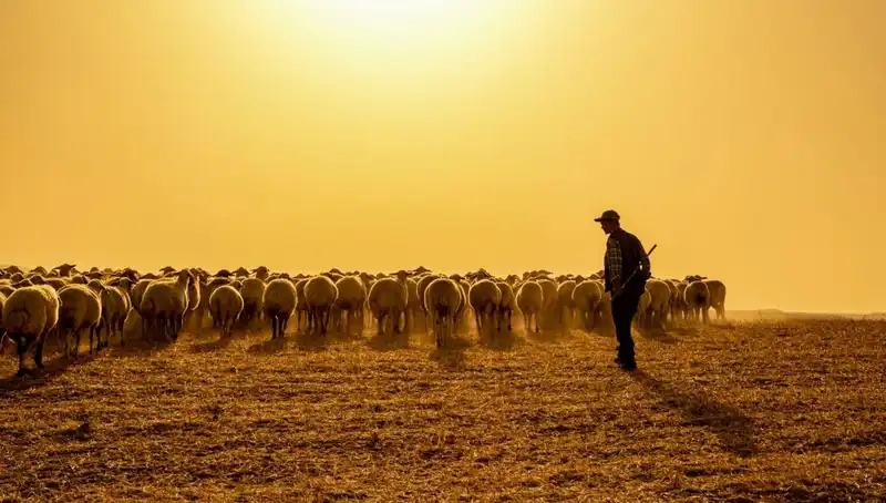 Türkiye'de Çoban Krizi: 60 Bin TL Maaşla Eleman Bulamıyorlar