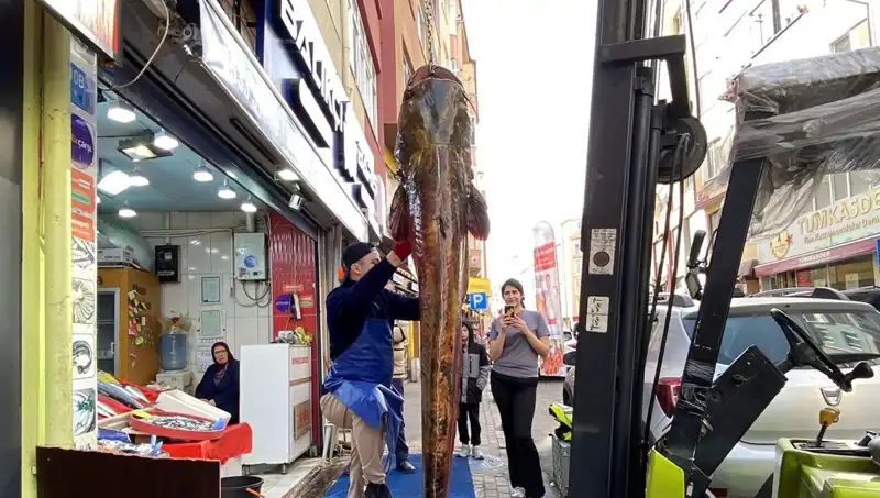 Meriç Nehri'nde Yakalanan Dev Balık: 3 Metre Uzunluğunda ve 450 Lira!