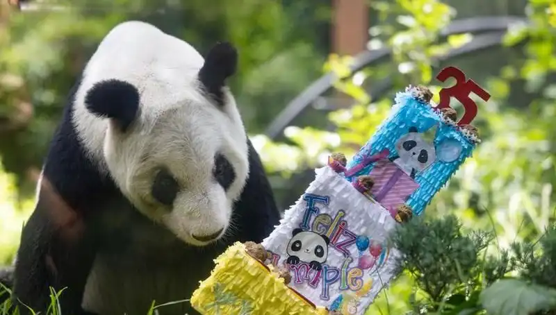 Dev Panda Xin Xin, 35 Yıllık Ömrünü Kutladı: Bir Yaşama Hikayesi