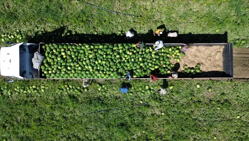 Bafra Ovası'nda 94 Bin 500 Ton Karpuz Rekoltesi Beklentisi Hızla Yükseliyor