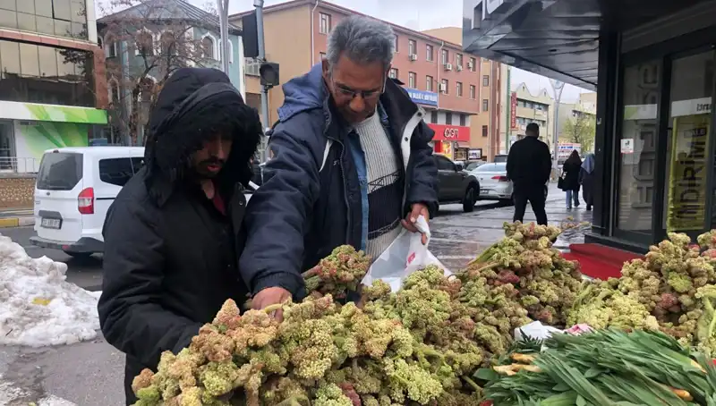 Kendiliğinden Yetişen Bu Bitki, Kanserle Mücadelede Umut Vadediyor!