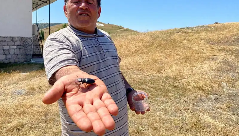 Sivas'ta Ortaya Çıkan Eşine Az Rastlanan Böceğin Ceza Rejimi Şaşırttı