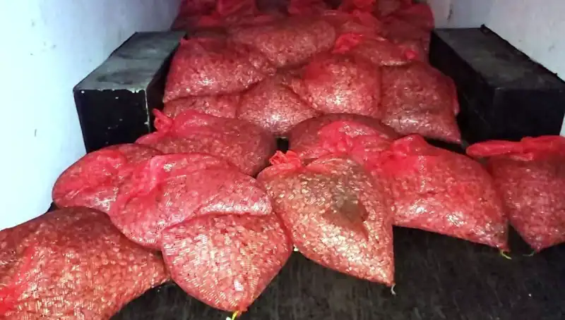 Samsun'da 1,5 Ton Kaçak Midye Operasyonu: Sağlık ve Güvenlik Tehlikesi