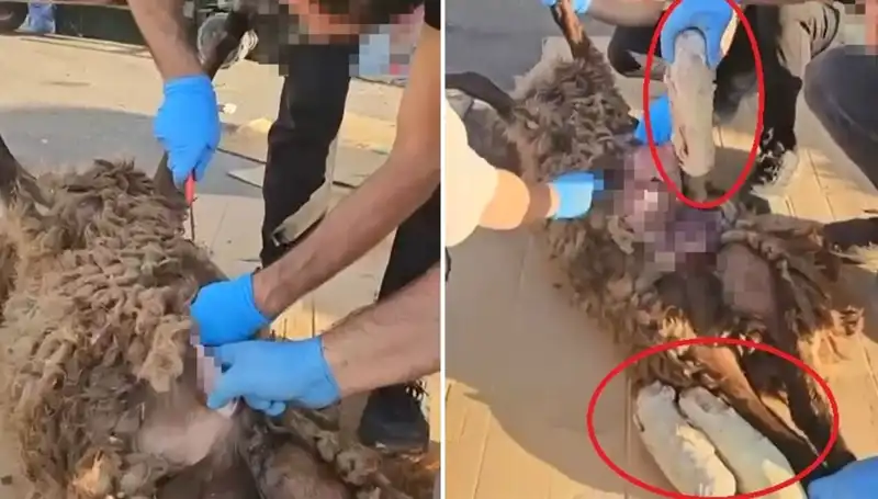 Zehir Tacirlerinin Faciaya Yol Açan Oyunları: Ölü Koyunun Karnından Çıkanlar!