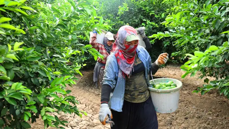Marketlerde Et Fiyatları Düşüyor mu? Hasat Dönemi Başladı!