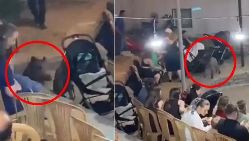 Düğün Törenine Giren Yaban Domuzu, Konukları Şaşkına Çevirdi