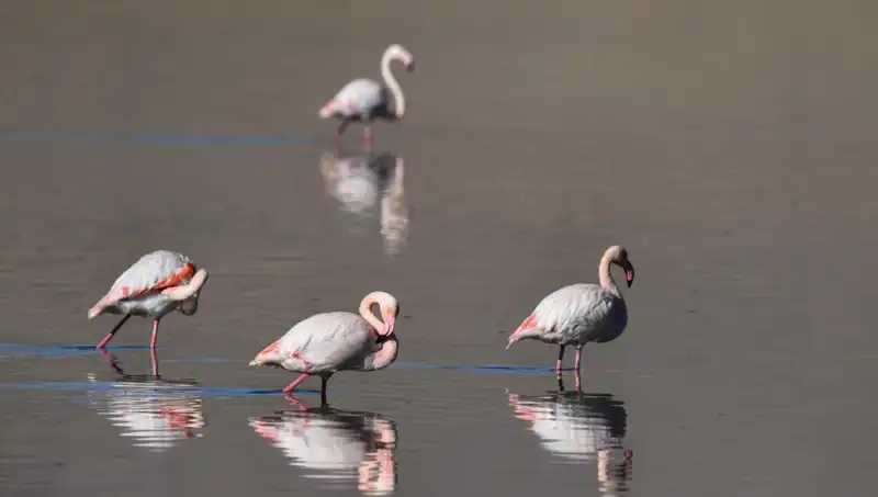 Kuş Cennetindeki Kuraklık: Flamingo Popülasyonu Alarm Veriyor