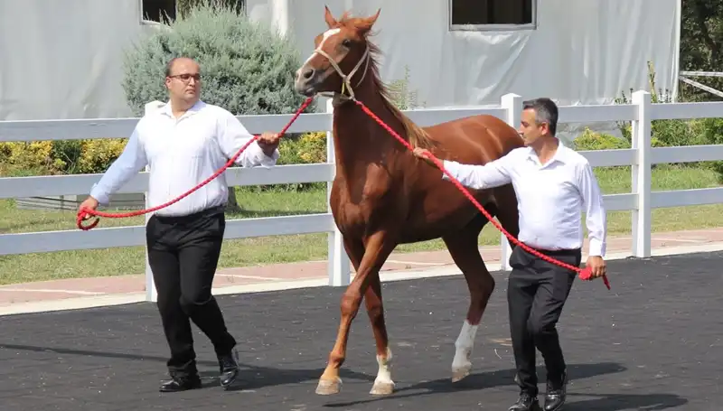Taşkın Kral: Su ve Doğanın Dansı, Rekorlarla Dolu Bir Serüven!