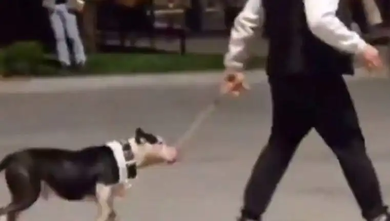 Ağızlıksız Pitbull'un Diğer Köpeklere Saldırısı: Sahibi Para Cezası Aldı