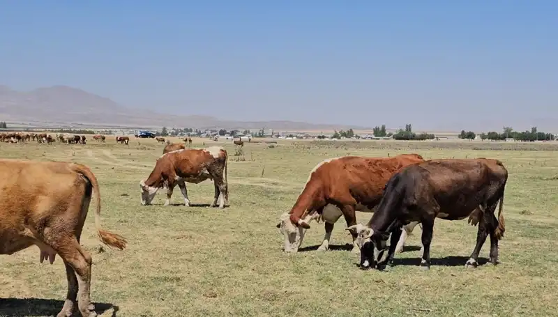 Arin Gölü Kurudu: Su Krizi Kapıda, Çiftçiler ve Ekosistem Zorda