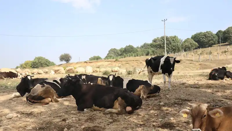Şap Hastalığı Nedeniyle 22 Köyde Giriş ve Çıkış Kısıtlaması Yapıldı