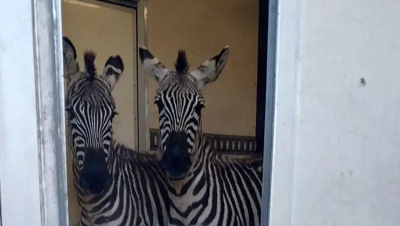 Sınırda Durdurulan Minibüs: 2 Zebra, 6 Maymun ve Diğerleri
