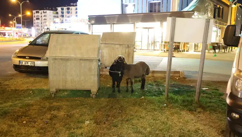 Yola Düşen "Mor Karaman" Koyunları İhmal Edildi: Çiftçi ve Hayvanseverler Endişeli