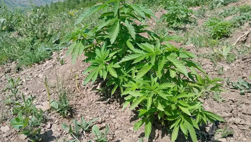 Bingöl'de Kenevir ve Kaçak Tütün Operasyonunda Büyük Başarı!