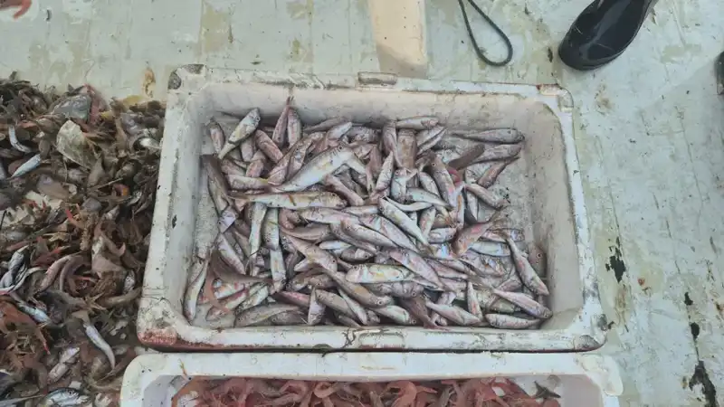 Denizden Gelen Tazelik: Yerel Balıkçılar Limana Dönüş yaptı