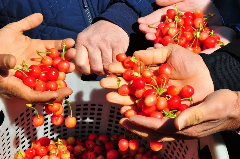 İlk Hasat Heyecanı: Kilosu 3.500 TL'den Alıcı Buldu!