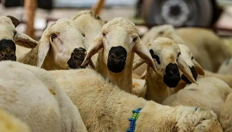 Kurban Bayramı 2025'te Kurban Kesmek Farz mı? Her Şey Bu Haberde!
