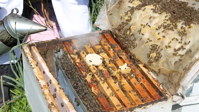 Ata Mesleği Arıcılığı Sürdüren Genç Girişimci, Yurt Dışına Sipariş Yağdırıyor