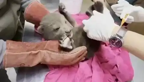 Karabük'te Yavru Bozayı Bulundu: Doğanın Sırlarıyla Dolu Bir Keşif