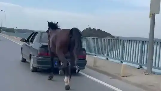 Adana'da Hayvana Şiddet Uygulayan Kişiye Eziyet Belgesi Konuldu